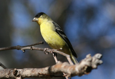 Lesser Goldfinch; male