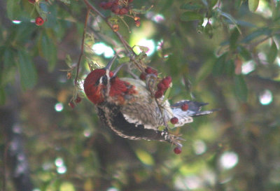 Red-naped X Red-breasted Sapsucker Hybrid