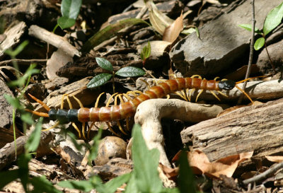 Scolopendra heros; Giant Redheaded Centipede