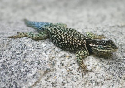 Yarrow's Spiny Lizard