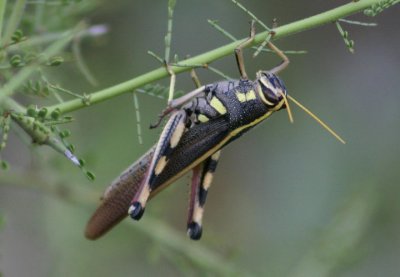 Schistocerca albolineata; White-lined Bird Grasshopper