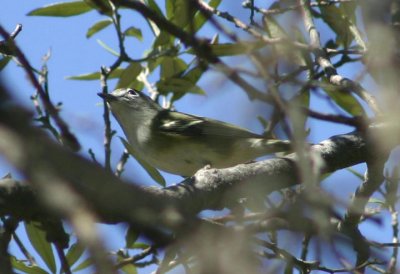 Cassin's Vireo