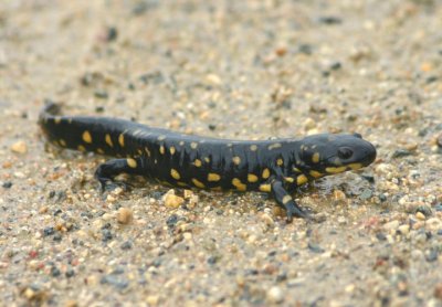 Eastern Tiger Salamander