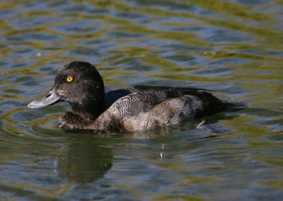 Greater Scaup; immature male