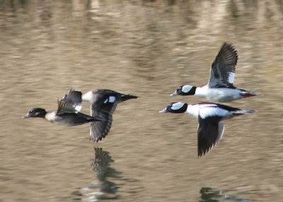 Buffleheads