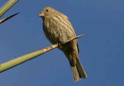House Finch; female; exotic