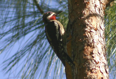 Red-naped Sapsucker; young male