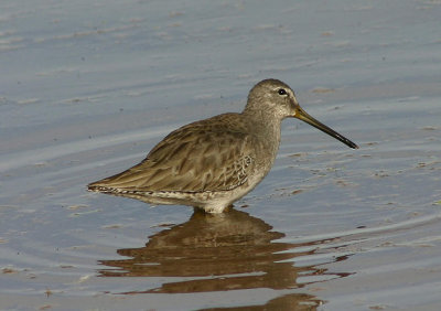 Long-billed Dowitcher; basic