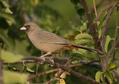 Abert's Towhee