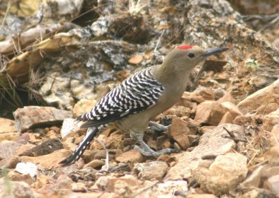 Gila Woodpecker; male