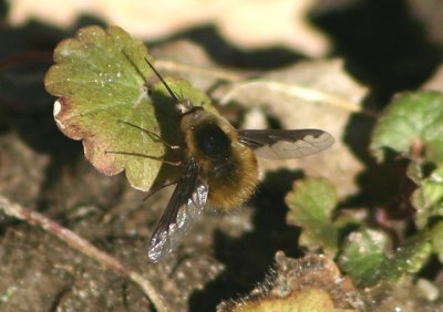 Bombylius major; Greater Bee Fly