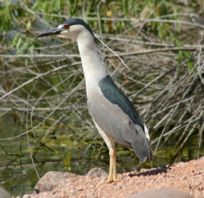 Black-crowned Night-Heron