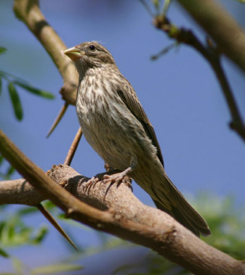 House Finch; female; exotic