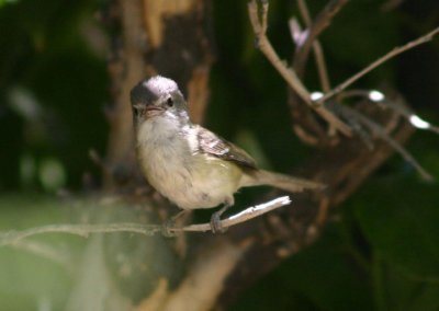 Bell's Vireo