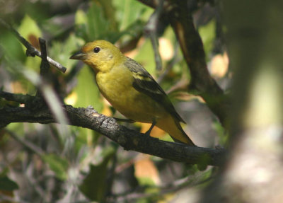 Western Tanager; female
