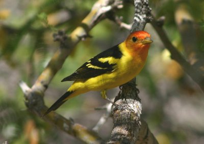 Western Tanager; male