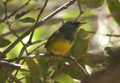 MacGillivray's Warbler