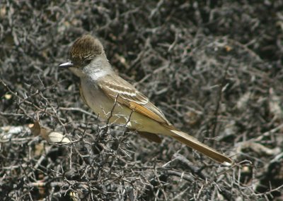 Ash-throated Flycatcher