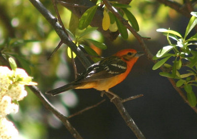 Flame-colored Tanager; male