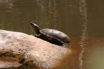 Sonora Mud Turtle