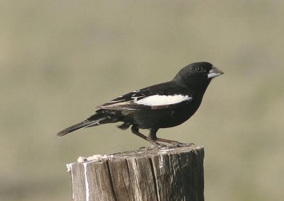 Lark Bunting; breeding male