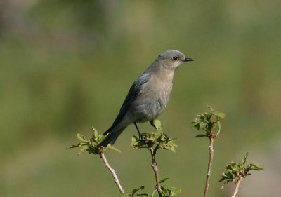 Mountain Bluebird; female