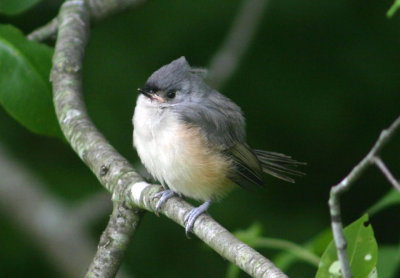 Tufted Titmouse; juvenile