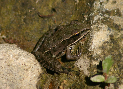 Southern Leopard Frog