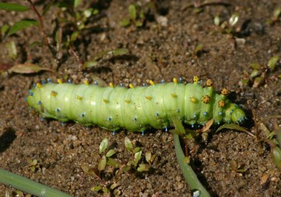 7767 - Hyalophora cecropia; Cecropia Moth caterpillar