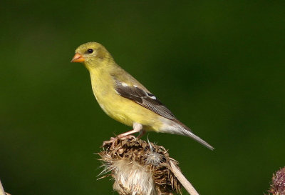 American Goldfinch; breeding female