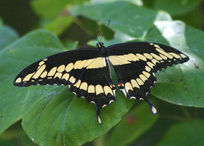 Papilio cresphontes; Giant Swallowtail