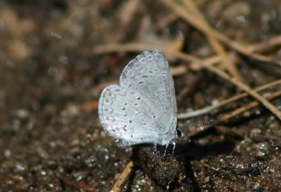 Celastrina ladon; Spring Azure