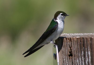 Violet-green Swallow; male