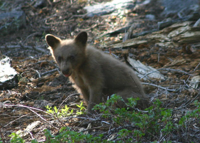 Black Bear cub