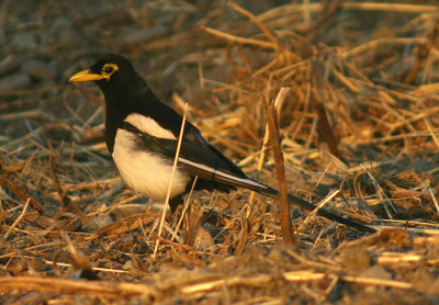 Yellow-billed Magpie