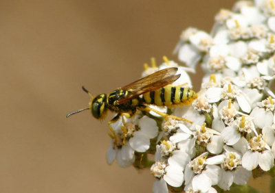 Philanthus multimaculatus; Bee Wolf species