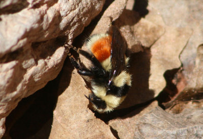 Bombus huntii; Hunt's Bumble Bee