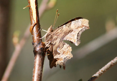 Polygonia satyrus; Satyr Comma