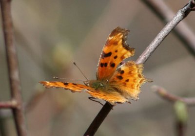 Polygonia satyrus; Satyr Comma