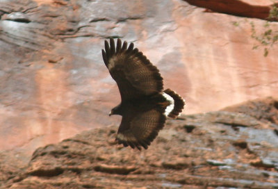 Common Black-Hawk