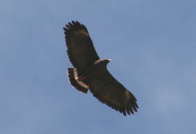 Common Black-Hawk