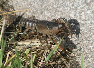 Astacoidea Crayfish species