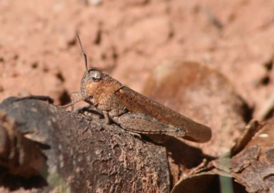 Arphia conspersa; Speckle-winged Rangeland Grasshopper