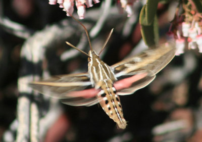 7894 - Hyles lineata; White-lined Sphinx Moth