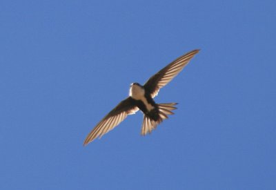 Swifts