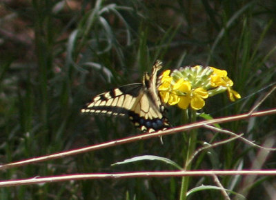 Papilio machaon; Baird's Old World Swallowtail