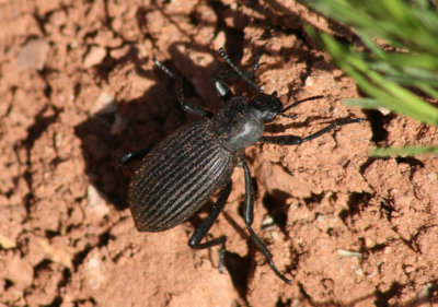 Eleodes hispilabris; Desert Stink Beetle species