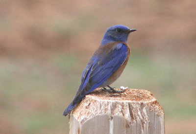 Western Bluebird; male