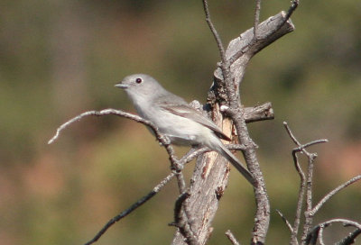 Gray Vireo