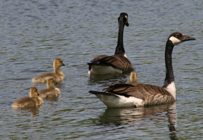 Canada Geese with goslings